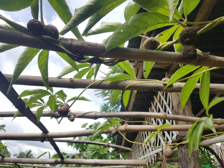 มันมู่ มันเขย่า