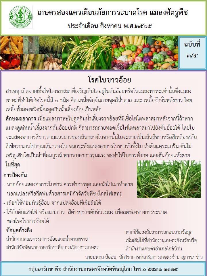 โรคใบขาวอ้อย
