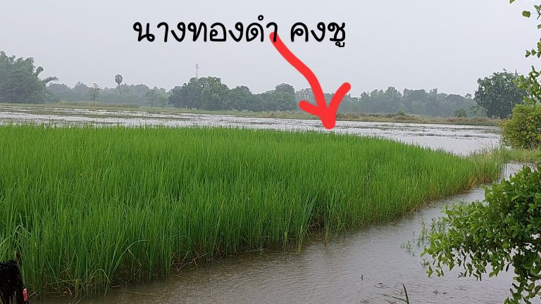 ต.เนินกุ่ม