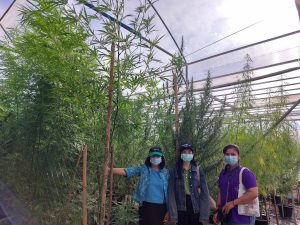 กัญชา เนินกุ่ม