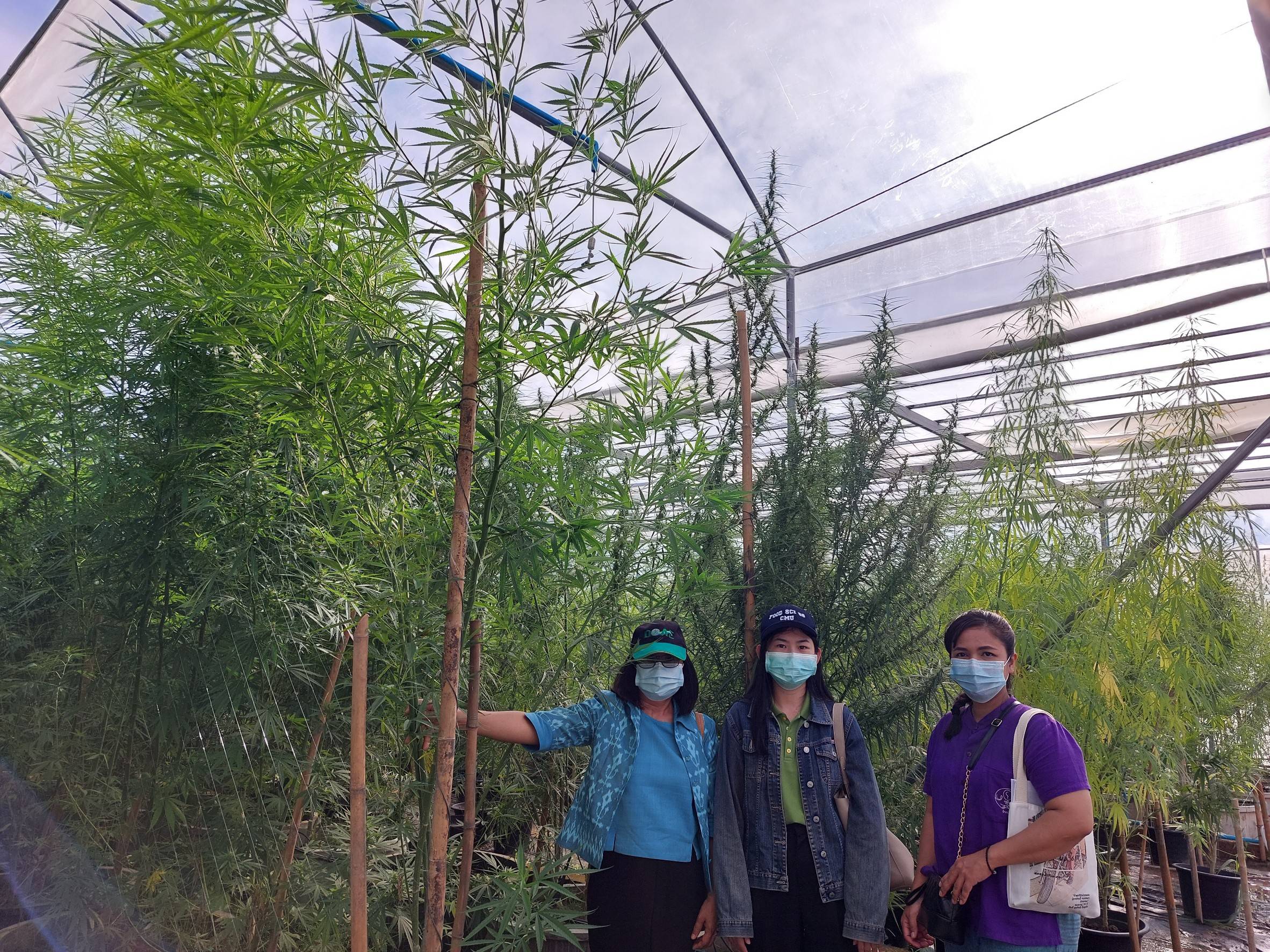 กัญชา เนินกุ่ม