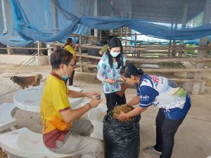 ข้าวโพดหมัก